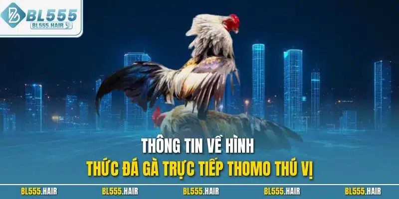 Thông tin về hình thức đá gà trực tiếp Thomo thú vị